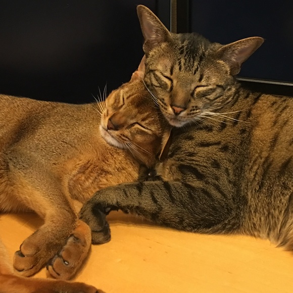 Meet your Posher, Susan - Picture 4 of 7